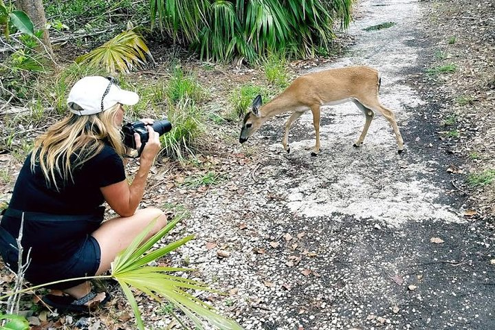 Photograph endangered Key Deer